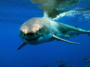 Картинка акула животные акулы