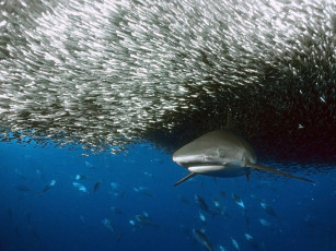 Картинка акула животные разные вместе