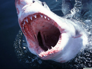Картинка белая акула животные акулы