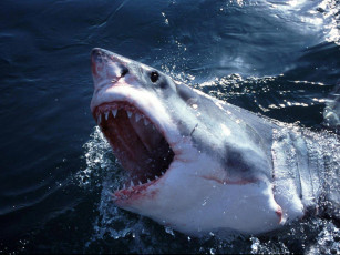Картинка белая акула животные акулы