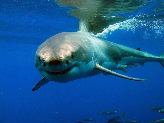 Обои картинки фото акула, животные, акулы