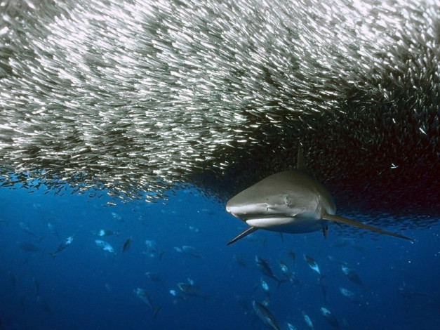 Обои картинки фото акула, животные, разные, вместе