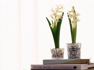 Картинка цветы гиацинты