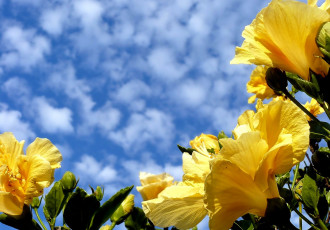 Картинка цветы гибискусы желтый небо облака