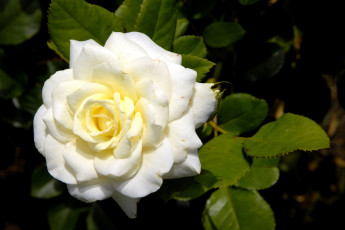 Картинка цветы розы белый круглый лепестки