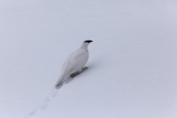 Картинка животные куропатки рябчики перепела снег