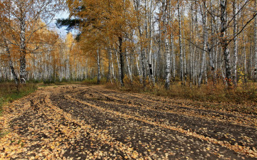Картинка природа дороги деревья осень лес