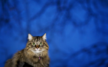 Картинка животные коты кот кошка портрет
