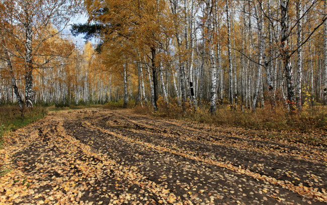 Обои картинки фото природа, дороги, деревья, осень, лес