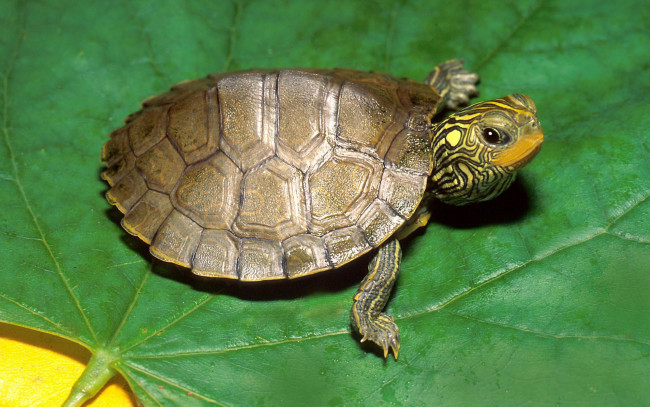 Обои картинки фото животные, Черепахи, лист, черепашка