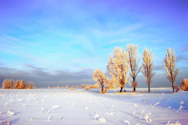 Обои картинки фото природа, зима, облака, небо, снег, поле, деревья, иней