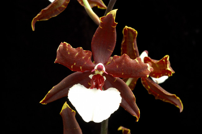 Обои картинки фото цветы, орхидеи, бордовый, белый, экзотика