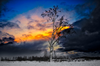 Картинка природа деревья зарево тучи небо снег зима дерево