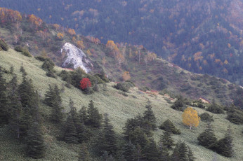 Картинка природа лес деревья осень takaten склоны горы