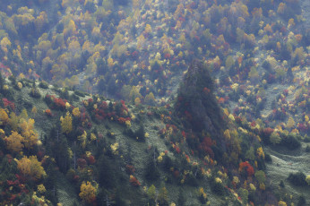 Картинка природа лес takaten осень деревья склоны горы