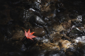 Картинка природа листья камни takaten лист вода мох