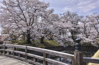 Картинка природа парк вода цветение мост весна сад деревья