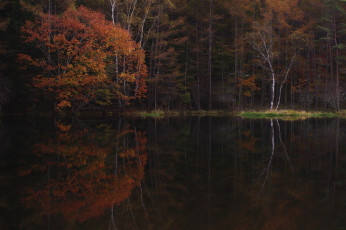 Картинка природа реки озера туман осень утро деревья вода takaten