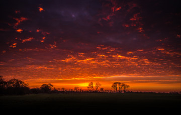 Картинка природа восходы закаты ветки силуэты деревья облака небо