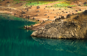 Картинка природа реки озера корни пеньки берег вода озеро