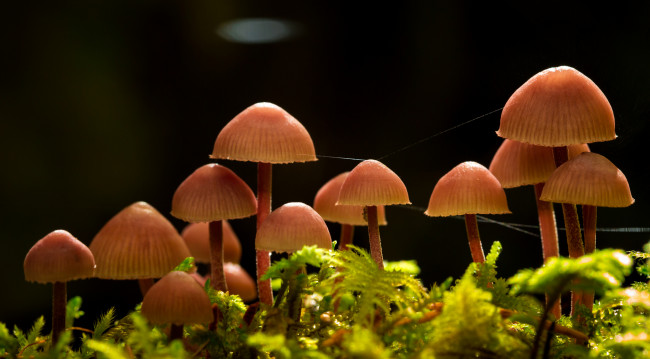 Обои картинки фото природа, грибы, паутинка, макро