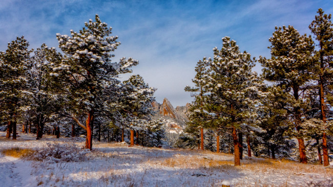 Обои картинки фото природа, зима, горы, снег, сосны