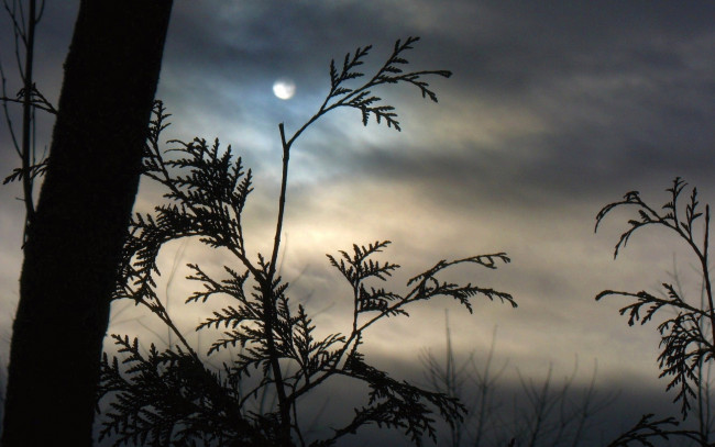 Обои картинки фото природа, макро, ветки, луна, туман