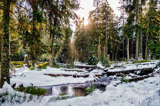 Обои картинки фото природа, зима, снег, ели