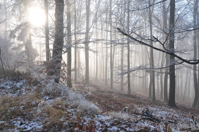 Обои картинки фото природа, лес, деревья, зима