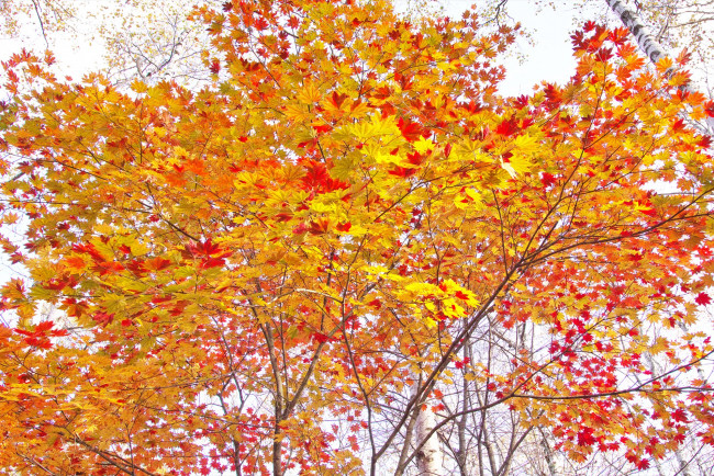 Обои картинки фото природа, деревья, осень, takaten, утро