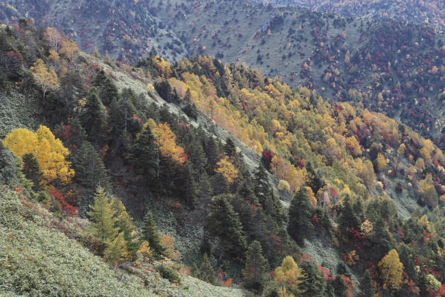 Обои картинки фото природа, лес, деревья, осень, склоны, горы, takaten