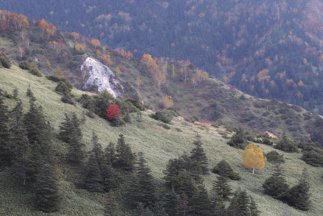 Обои картинки фото природа, лес, деревья, осень, takaten, склоны, горы