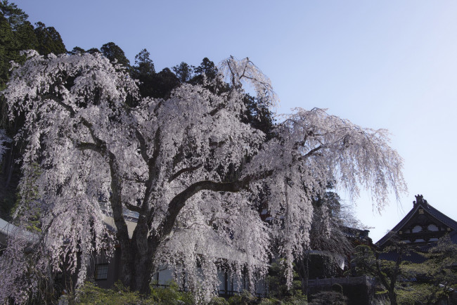 Обои картинки фото природа, парк, takaten, весна, цветение, дерево