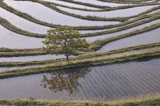 Обои картинки фото природа, поля, вода, рисовые, чеки, дерево, takaten