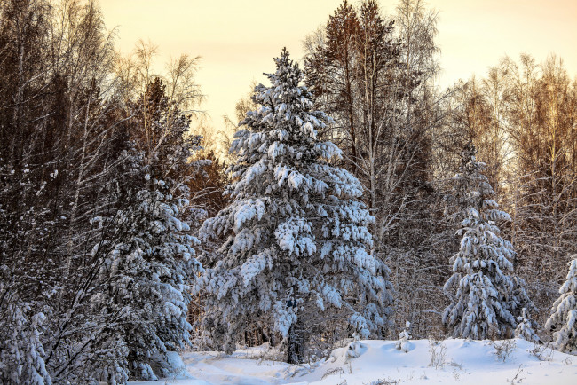 Обои картинки фото природа, зима, снег, ели