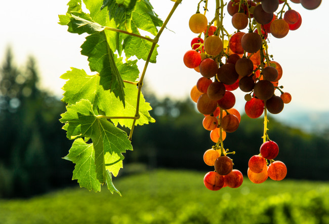 Обои картинки фото природа, Ягоды,  виноград, макро, листья, солнечно, виноград, ягоды
