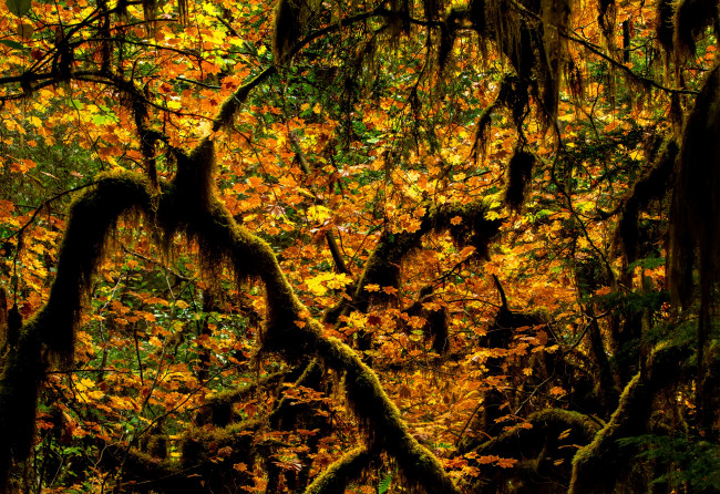 Обои картинки фото природа, деревья, мох, ветки, листья, осень, лес