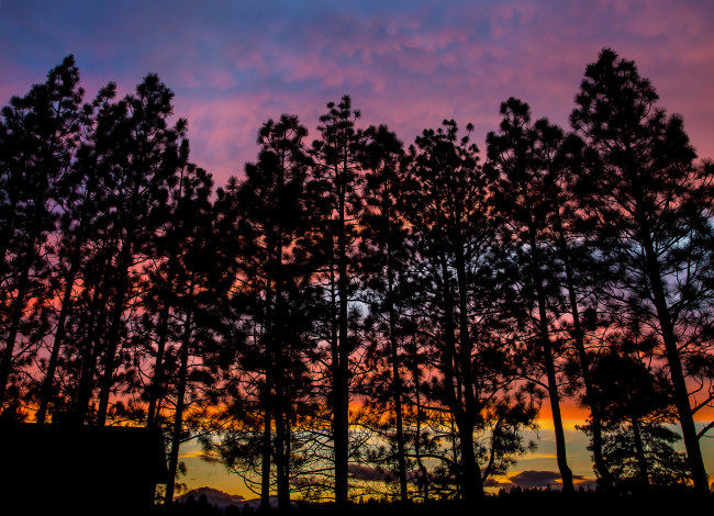 Обои картинки фото природа, деревья, закат, небо, вечер