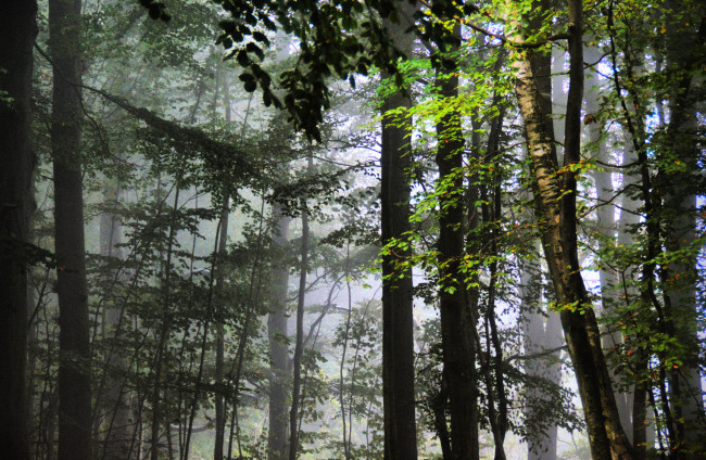 Обои картинки фото природа, лес, деревья, листья, туман