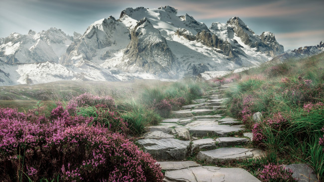 Обои картинки фото природа, горы, цветы