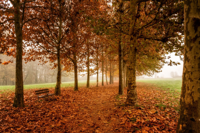 Обои картинки фото природа, парк, скамья, деревья, осень
