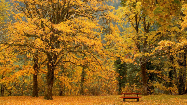 Обои картинки фото природа, парк, скамейка, листопад, осень, деревья