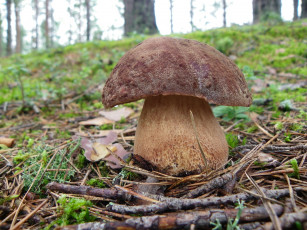 Картинка боровик природа грибы белый гриб