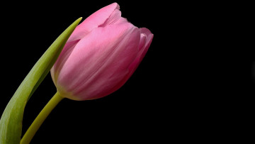 Картинка цветы тюльпаны макро розовый бутон