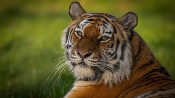 Картинка животные тигры голова тигр взгляд