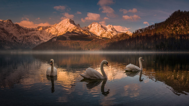 Обои картинки фото животные, лебеди, австрия, озеро, альмзе