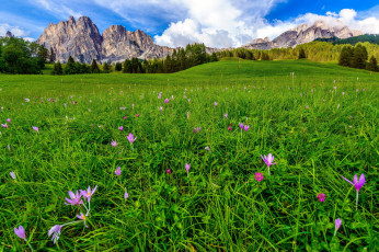 Картинка природа луга горы луг трава цветы весна