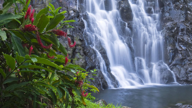 Обои картинки фото природа, водопады, водопад, цветы