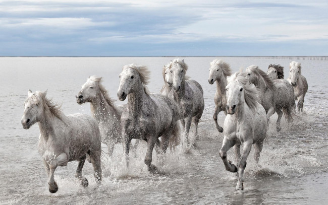 Обои картинки фото животные, лошади, белые, море, брызги