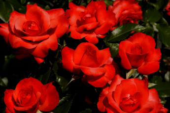 Картинка цветы розы красный яркий лепестки